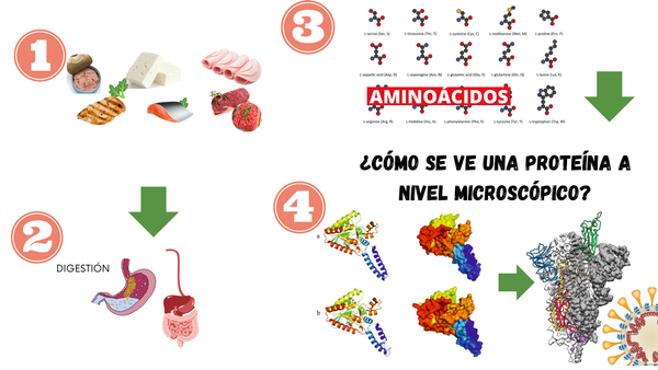 ¿Cómo se crean las proteínas en nuestro cuerpo?